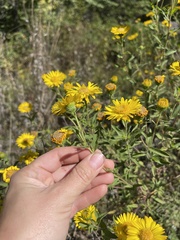 Heterotheca camporum