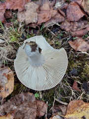 Russula sanguinea