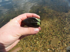 Ellipsaria lineolata