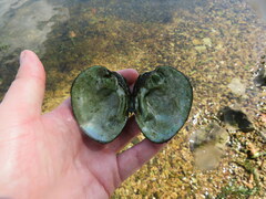 Ellipsaria lineolata