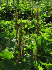 Rumex alpinus