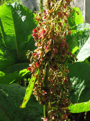 Rumex alpinus