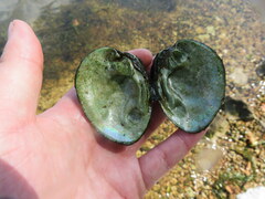 Ellipsaria lineolata