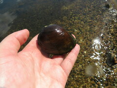 Ellipsaria lineolata