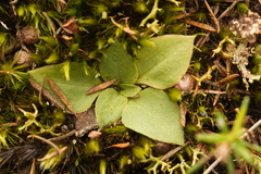 Pterostylis ventricosa