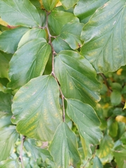 Parrotia persica
