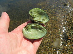 Ellipsaria lineolata