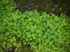 Desmodiastrum racemosum