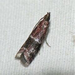Moodna ostrinella