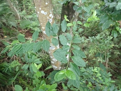 Maesa perlaria formosana