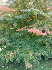 Parrotia persica