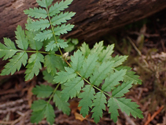 Sorbus sitchensis