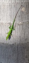 Anolis callainus
