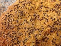 Lecideales