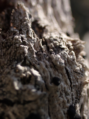 Mycoblastus sanguinarius