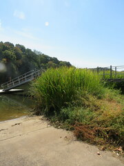 Zizaniopsis miliacea