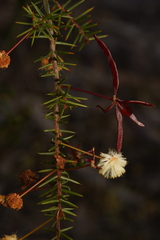 Acacia ulicifolia