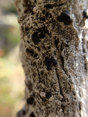 Mycoblastus sanguinarius