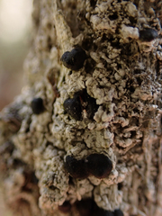 Mycoblastus sanguinarius