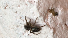 Salticinae
