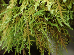 Claopodium bolanderi