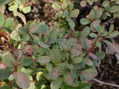 Vaccinium uliginosum