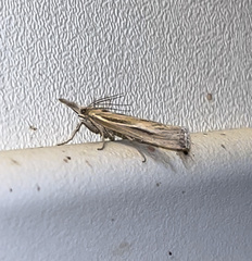 Crambus praefectellus
