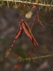 Acacia ulicifolia