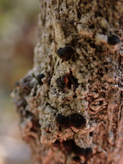 Mycoblastus sanguinarius