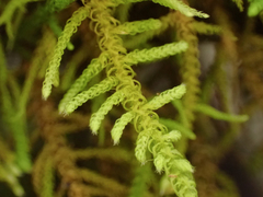 Claopodium bolanderi