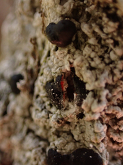 Mycoblastus sanguinarius