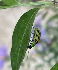 Diabrotica balteata