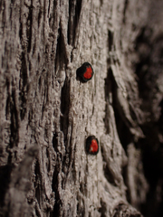 Mycoblastus sanguinarius
