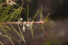Hakea teretifolia