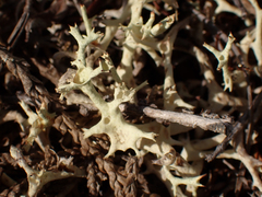 Cladonia uncialis