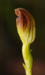 Pterostylis vernalis