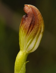 Pterostylis vernalis