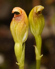 Pterostylis vernalis
