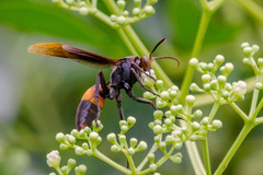 Polistes sagittarius
