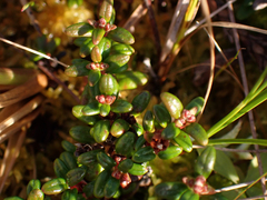 Kalmia procumbens