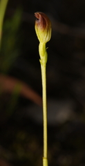 Pterostylis vernalis