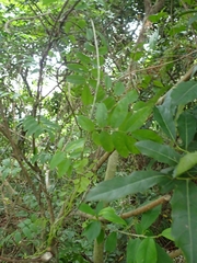 Wisteriopsis reticulata