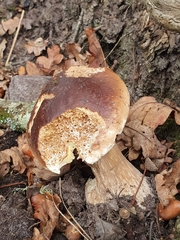 Boletus reticulatus