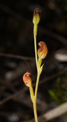 Pterostylis vernalis