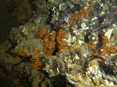 Botrylloides diegensis