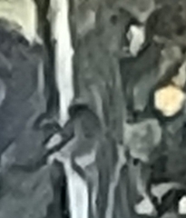Pyrrhula