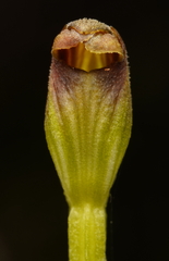 Pterostylis vernalis