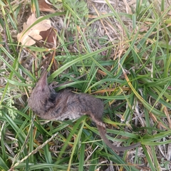 Crocidura suaveolens