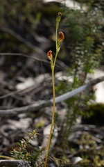 Pterostylis vernalis