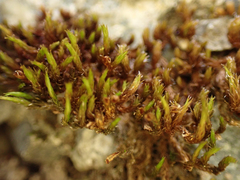 Schistidium papillosum